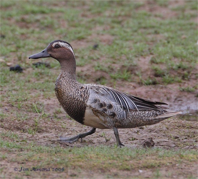 Garganey male VP 1 6 08  IMG_8046